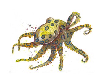 Blue Ringed Octopus, Acrylic Ink print by Deon Zender, blue ringed octopus, marine life art, octopus art, acrylic ink, watercolor