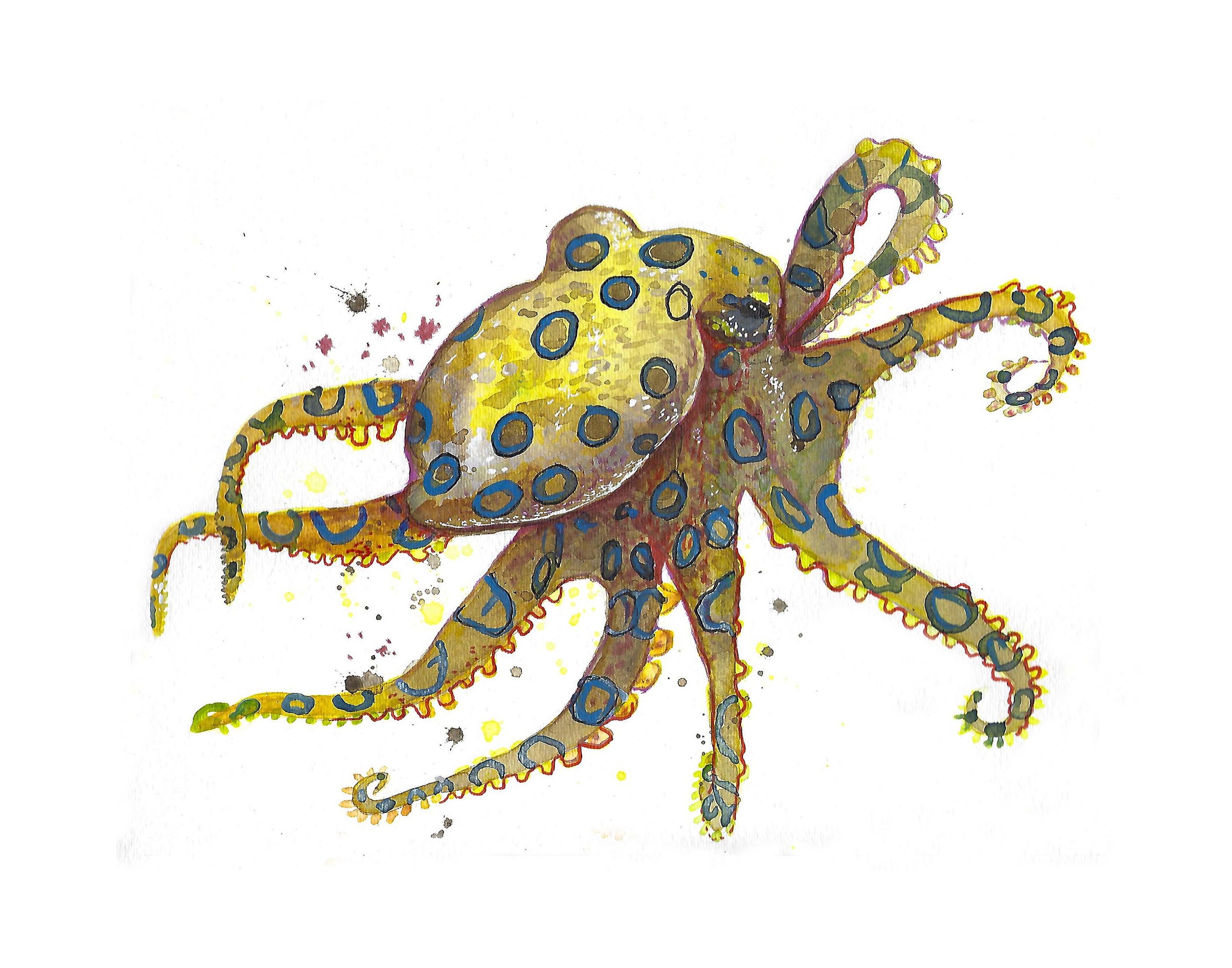 Blauwgeringde octopus giftige zeeschepsel blauwgeringde octopus illustratie  zeeleven kunst octopus acrylinkt aquarel octopus oceanische kunst - Etsy  België, image size:3000x2357