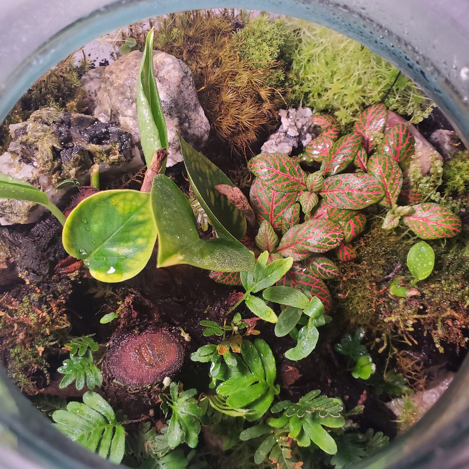 Terrarium Deluxe 5 gallon Italian Tea Jar Etsy