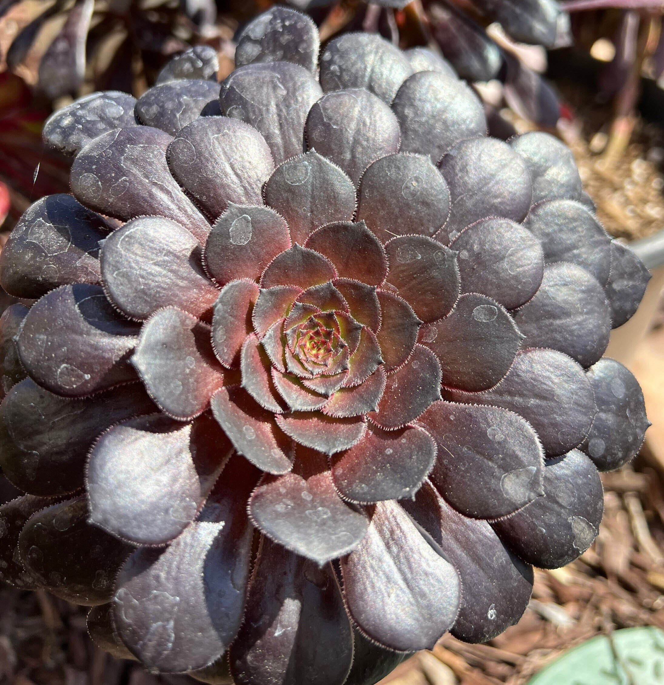 アエオニウム Aeonium 'Copper Kettle' Huge Cutting -aeonium 'copper Kettle - Etsy