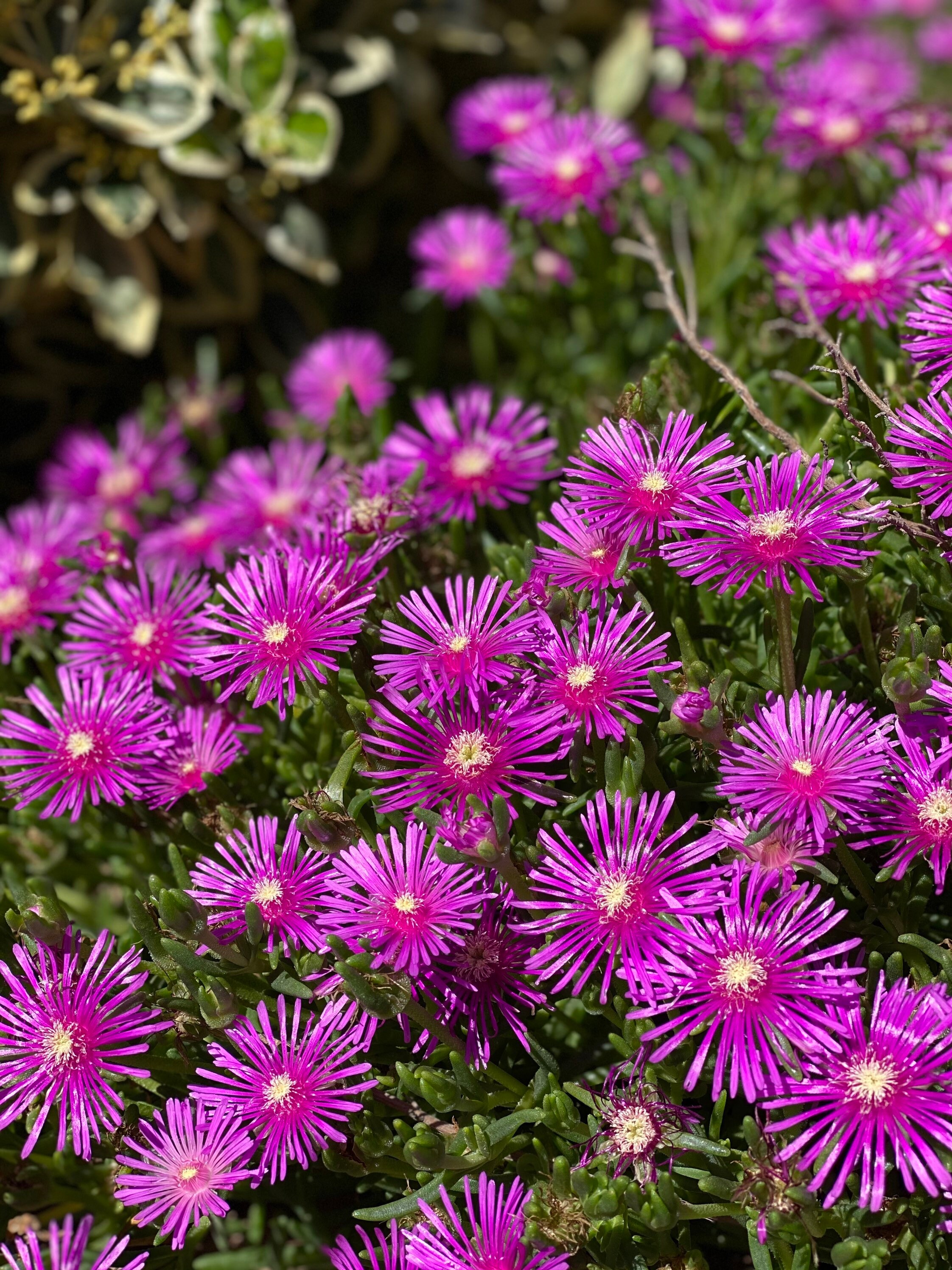 10 Purple Mini Rosea Ice Plant Cuttings Lavender Delosperma Etsy UK