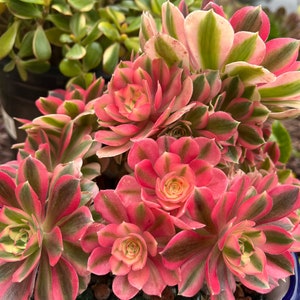 Super rare pink witch Aeonium cutting