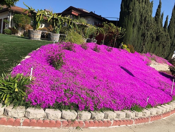 10 Purple Mini Rosea Ice Plant Cuttings Lavender Delosperma Etsy 10 Purple Mini Rosea Ice Plant Cuttings Lavender Delosperma Etsy