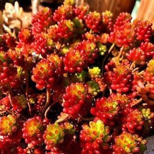 Sedum rubrotinctum - Jelly Bean cutting