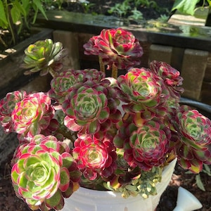 Super rare Aeonium Lina
