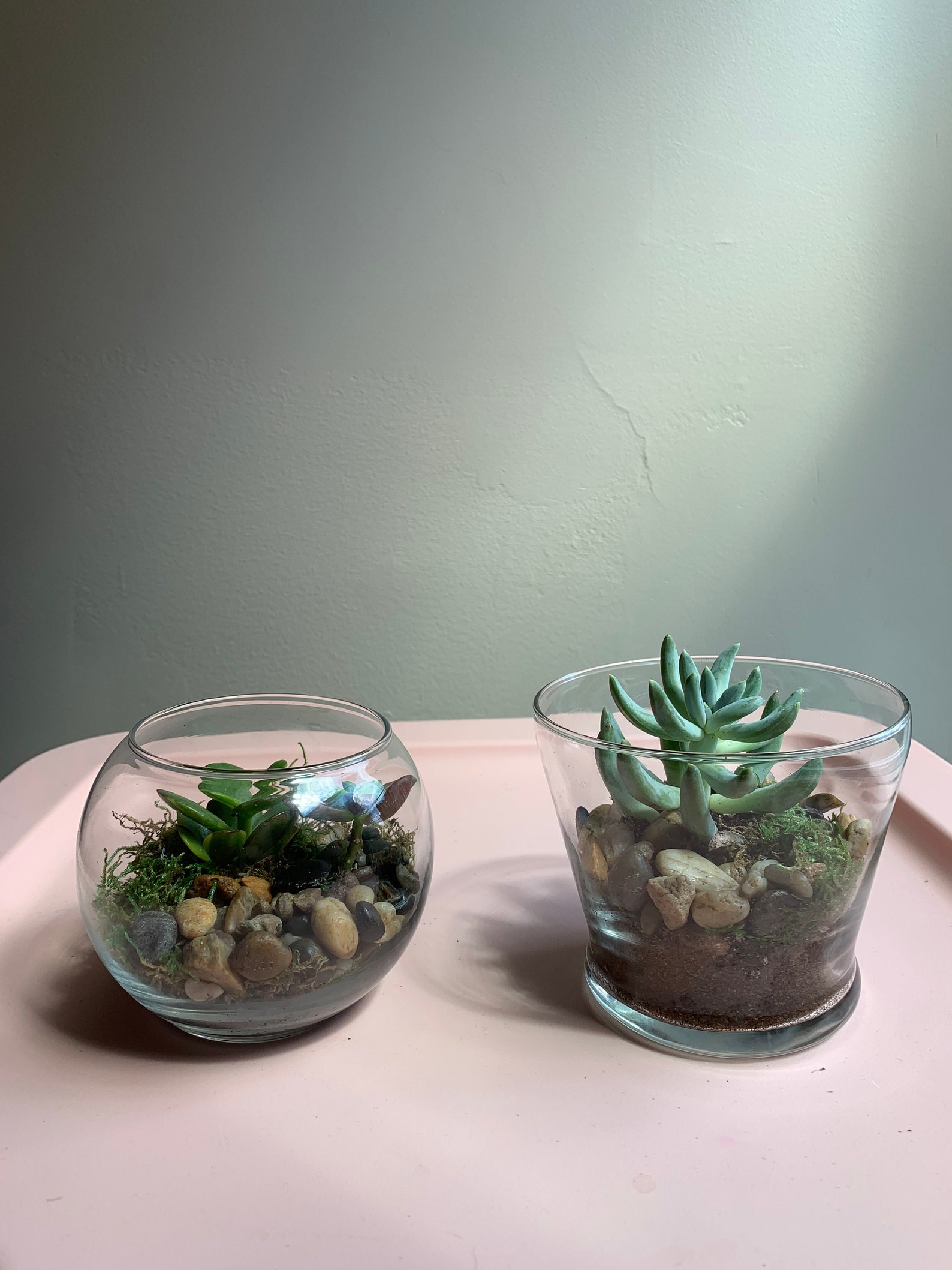 DIY Terrariums from Glass House Terrariums Etsy