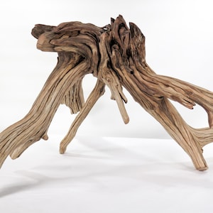 May include: A natural driftwood sculpture with a light brown color. The wood has a textured surface with visible grain and knots. The sculpture has multiple branches extending in different directions, creating an organic and abstract form. It is a decorative item.