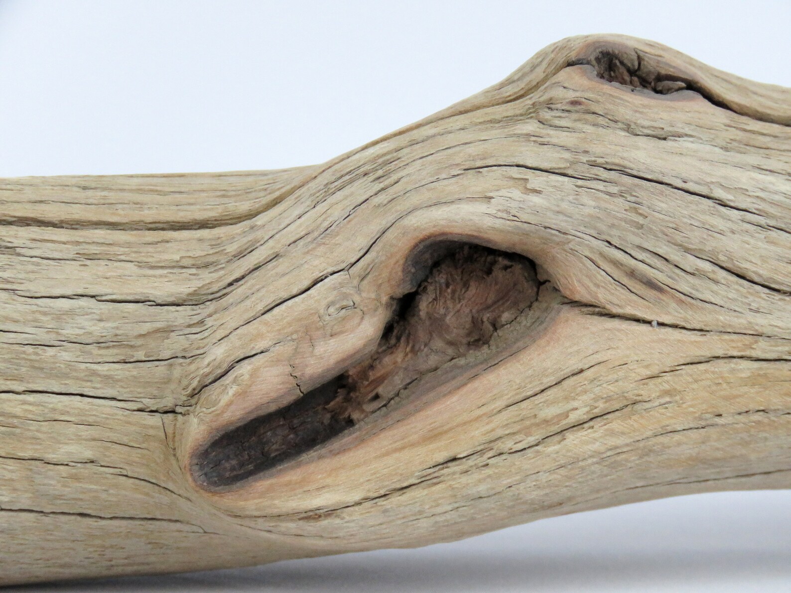 Manzanita Driftwood Perfect for Reptile Enclosure Terrarium Etsy