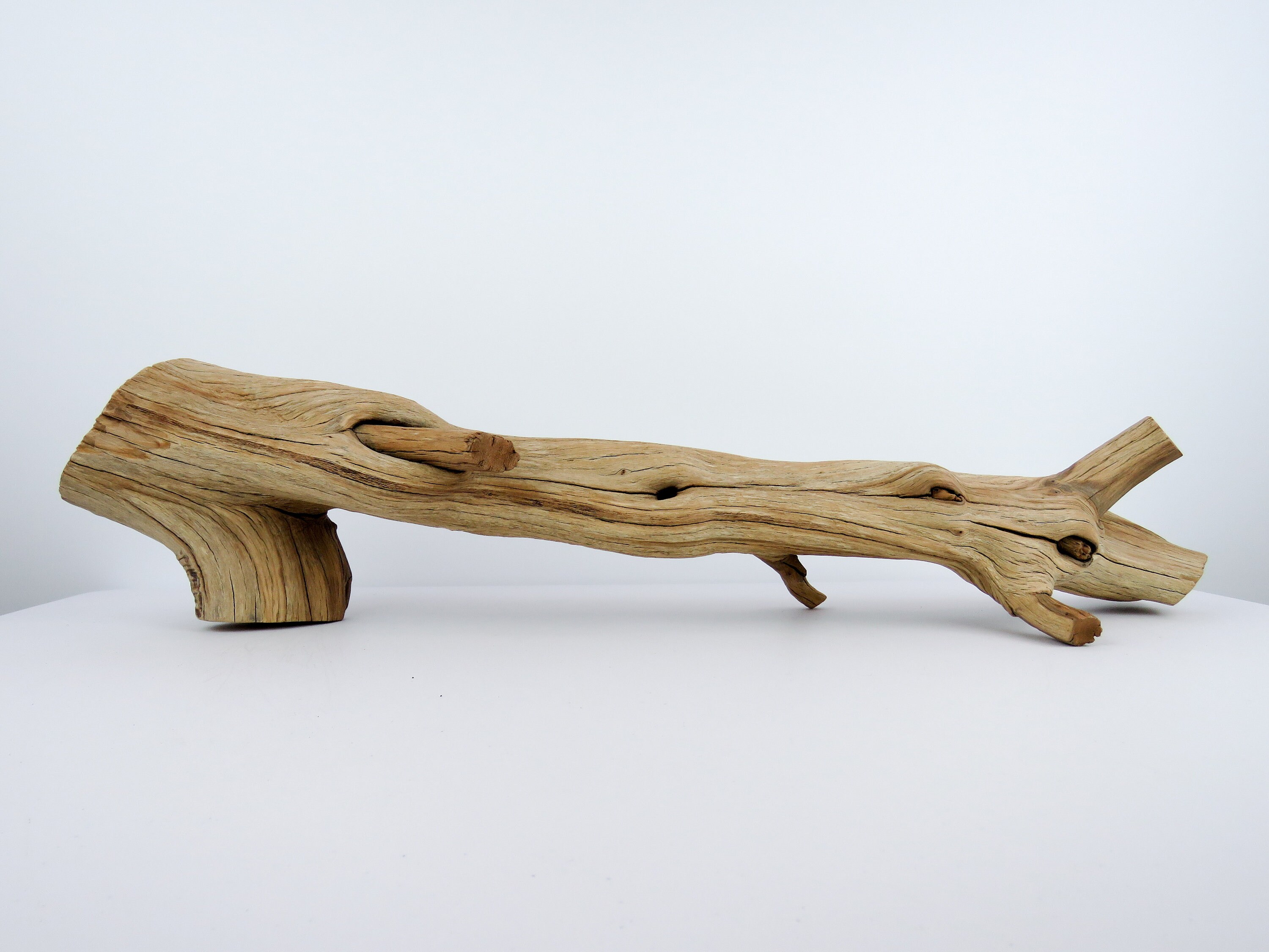 Reptile Branches And Logs at Amy Jack blog