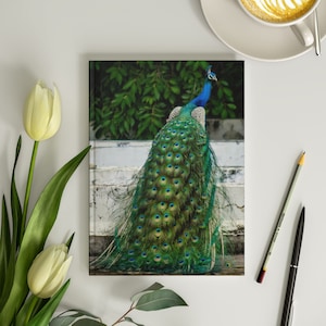 Turquoise Peacock Journal 6x8 Turquoise Peacock Notebook Peacock Notepad Male Peacock Beautiful Feathers Journal for Women 150 Lined Pages
