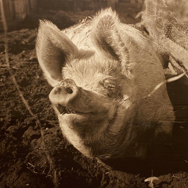 Janet Woodcock ""Pearly"" das Schweinchen Sepia getönter Silbergelatineabzug nummeriert Barnyard Art