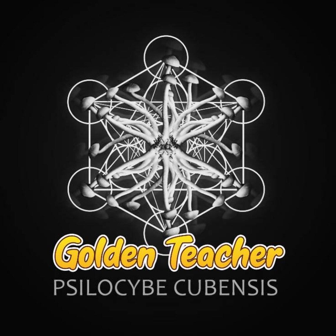 golden teacher spore syringe golden teacher spore syringe