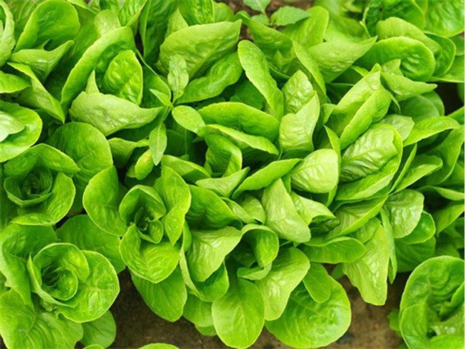 Little Gem Lettuce Seeds x100 seeds Etsy