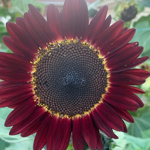 USA SELLER Chocolate Sunflower 25 Seeds Helianthus Etsy