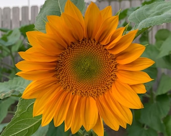 Pro Gold Lite Sunflower Seeds