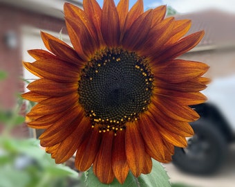 Dark Orange Sunflower Seeds