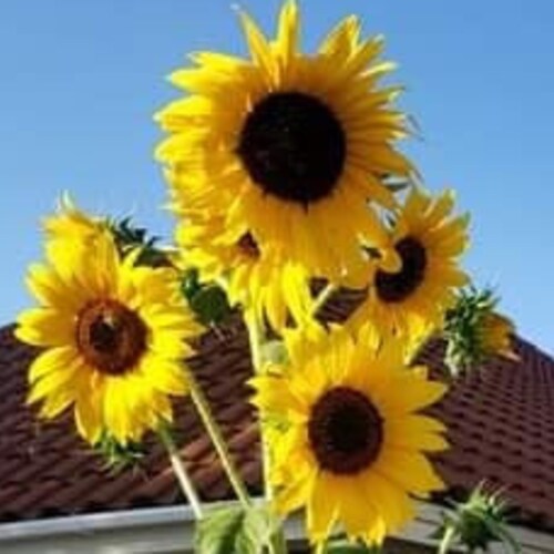 King Kong Sunflower Seeds Etsy