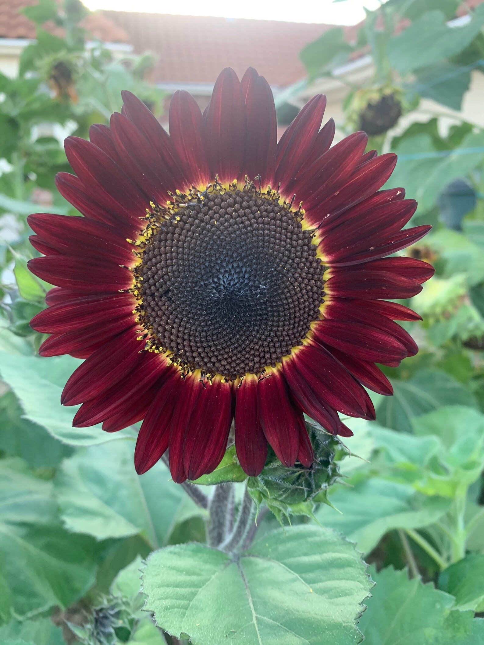 Chocolate Sunflower Seeds Etsy