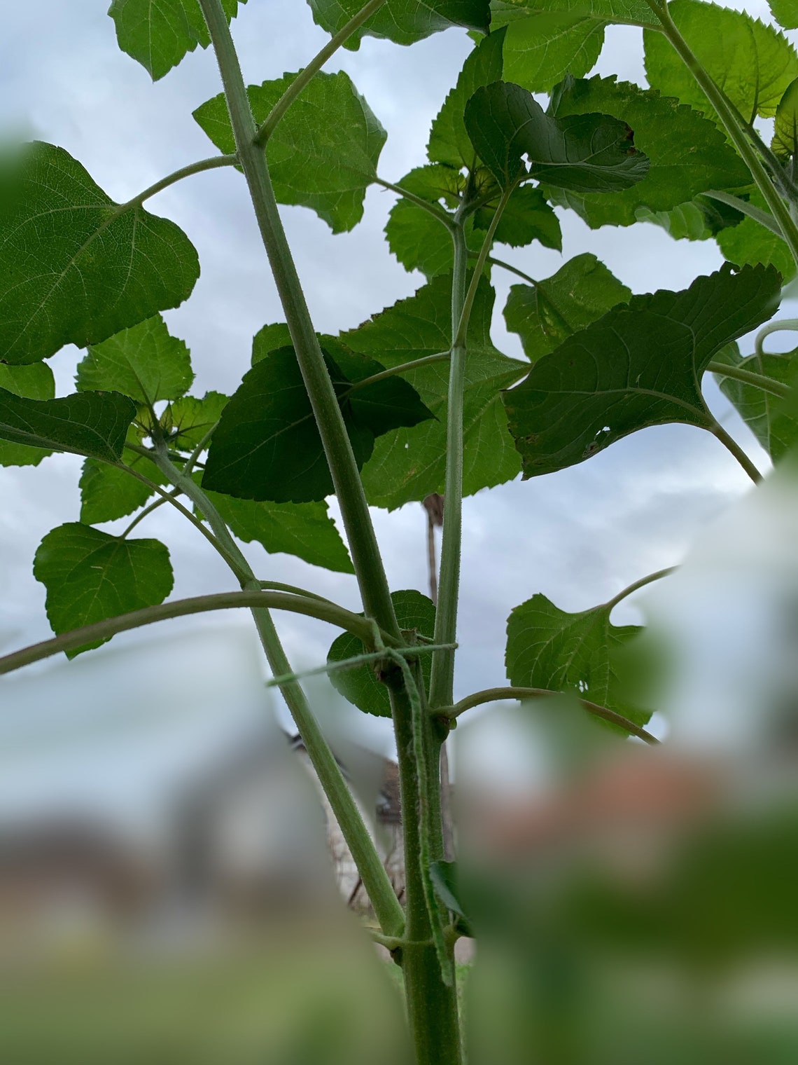 King Kong Sunflower Seeds Etsy