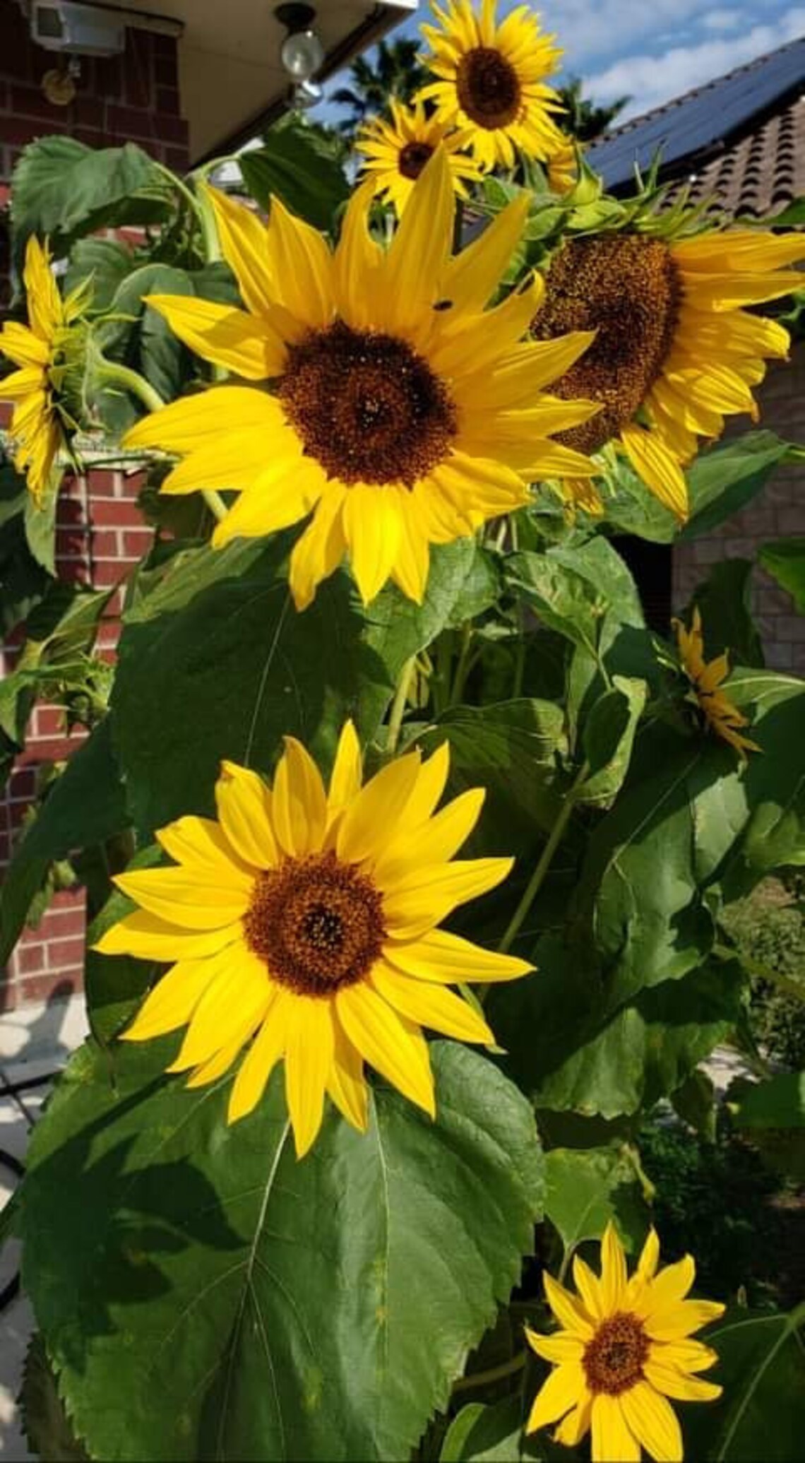 King Kong Sunflower Seeds Etsy