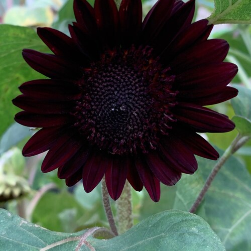 Free Shipping 20 Black Oil Pink Sunflower Seeds Plants Garden - Etsy