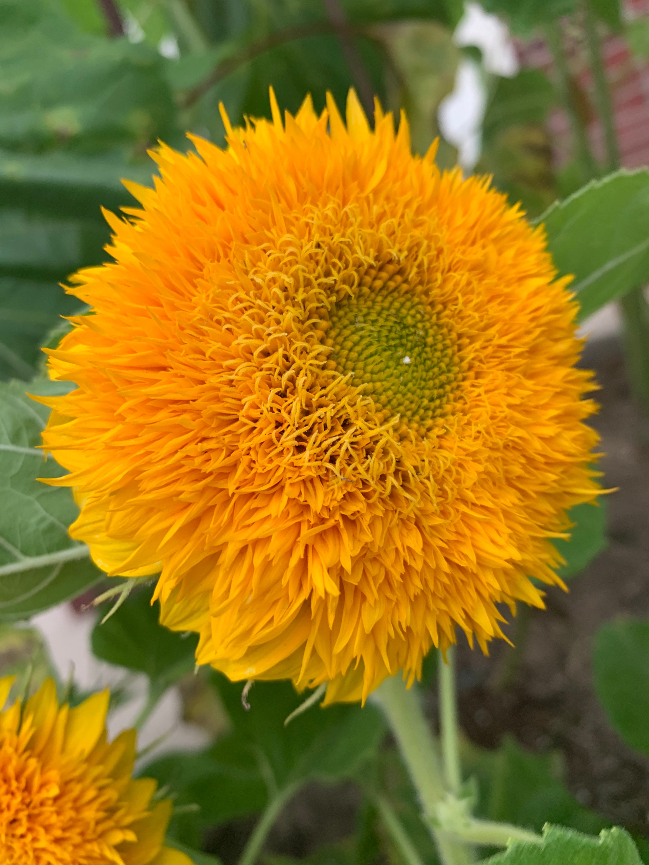 Teddy Bear Sunflower Seeds Etsy