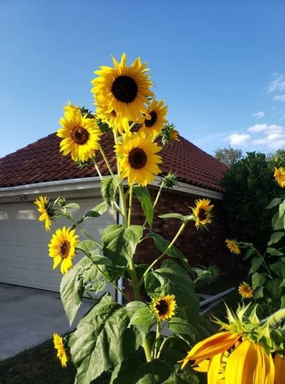 King Kong Sunflower Seeds Etsy