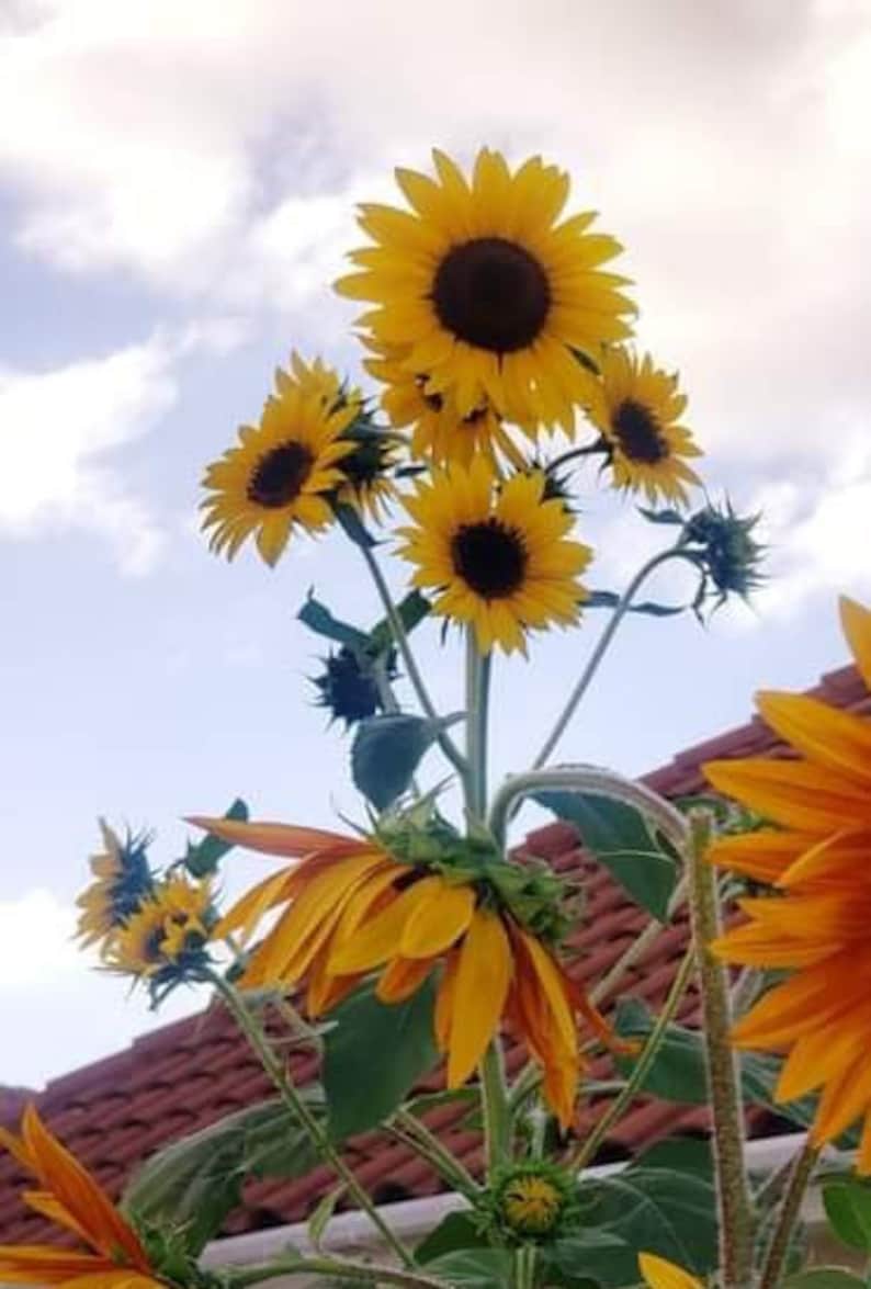 King Kong Sunflower Seeds Etsy