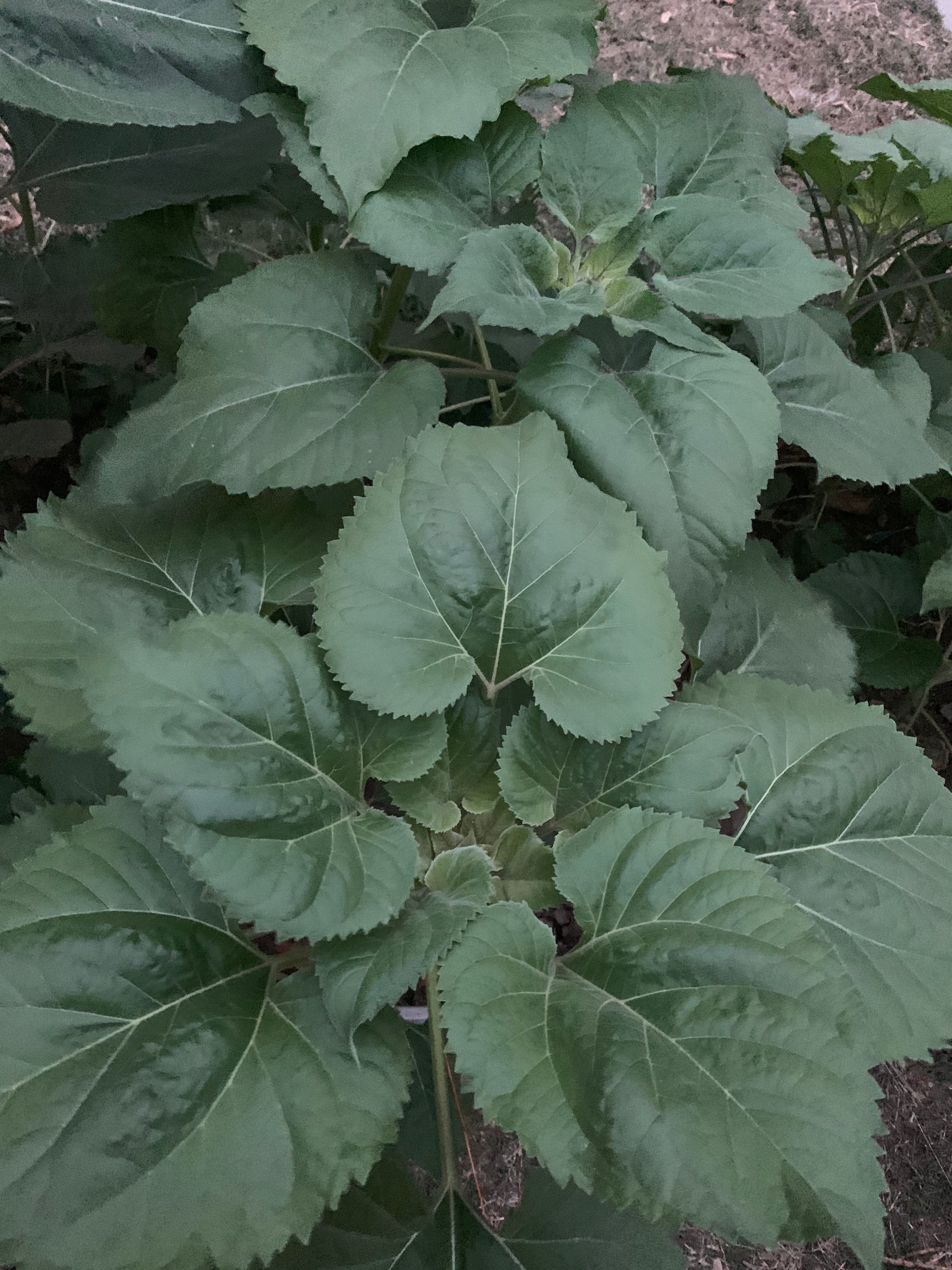 King Kong Sunflower Seeds Etsy