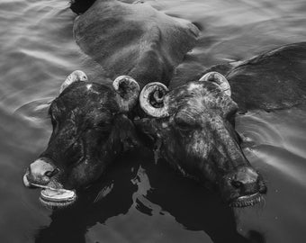 Orthrus - India Series Fine Art Print