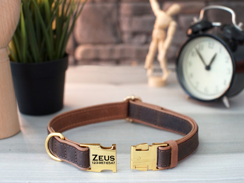 May include: Brown leather dog collar with a gold buckle and a gold nameplate that reads "ZEUS 123-987-6547".