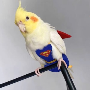 Handmade Parrot Bird Hero Clothes with Diaper-Quakers/Cockatiel/African Grey/Macaws-2