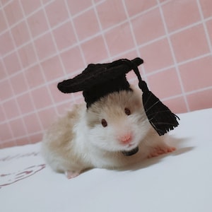 Bachelor/PHD/Graduation Cap Pet Hat Gifts-Hedgehog/Parrot/Hamster/Squirrel/GuineaPig/Rat/Chinchilla/Ferret/Bunny/SugarGlider/Leopard Gecko