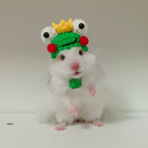 May include: A white hamster wearing a green frog hat with yellow and red accents. The hat has large, round, green eyes.