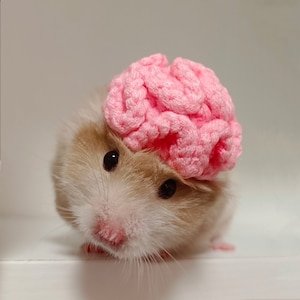 May include: A small hamster wearing a pink crocheted brain hat. The hamster is looking at the camera with its head tilted slightly to the side.