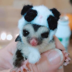 May include: A small sugar glider wearing a white and black panda hat. The sugar glider has gray and white fur and black eyes.