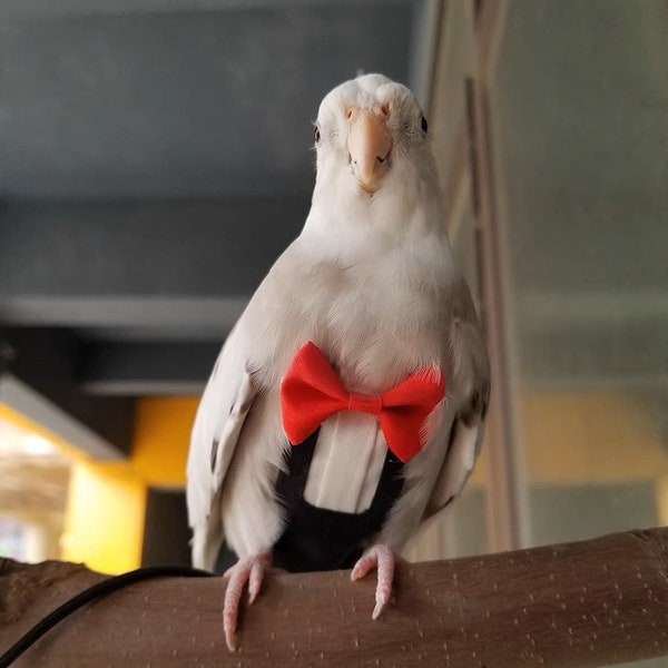 Handmade Parrot Bird Clothes/Suit with Diaper for Wedding/Party/Birthday/Halloween-Quakers/Cockatiel-6