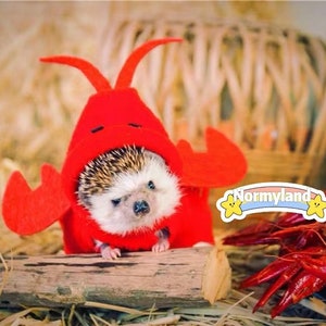 Handmade Pet Lobster Costume Clothes Best for Hedgehog