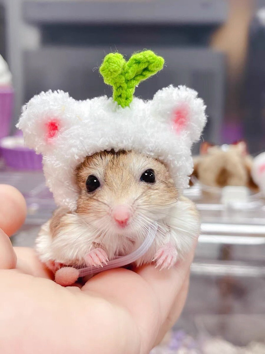 Adorable Hamster Pictures A Cute Hamster 2+ Thousand Beige Hamster