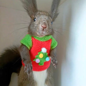 Puede incluir: Una ardilla gris que lleva un suéter navideño rojo y verde con un diseño de árbol de Navidad verde y adornos blancos, amarillos y rosados.