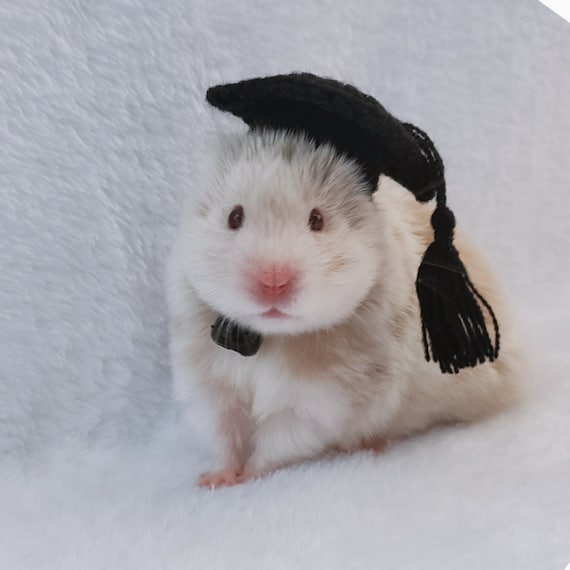 Cappelli per animali domestici da regalo per laureati/dottorati