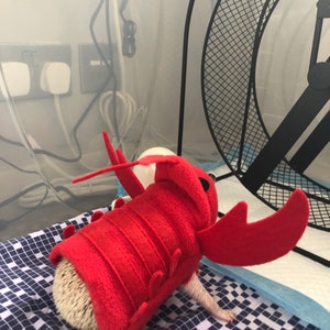 Vêtements de costume de homard de homard faits à la main Meilleurs pour hérisson image 6