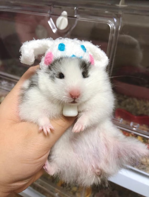 DIY Hamster Felt Kit!! WARNING - Extremely Cute Hamsters Inside This Video  