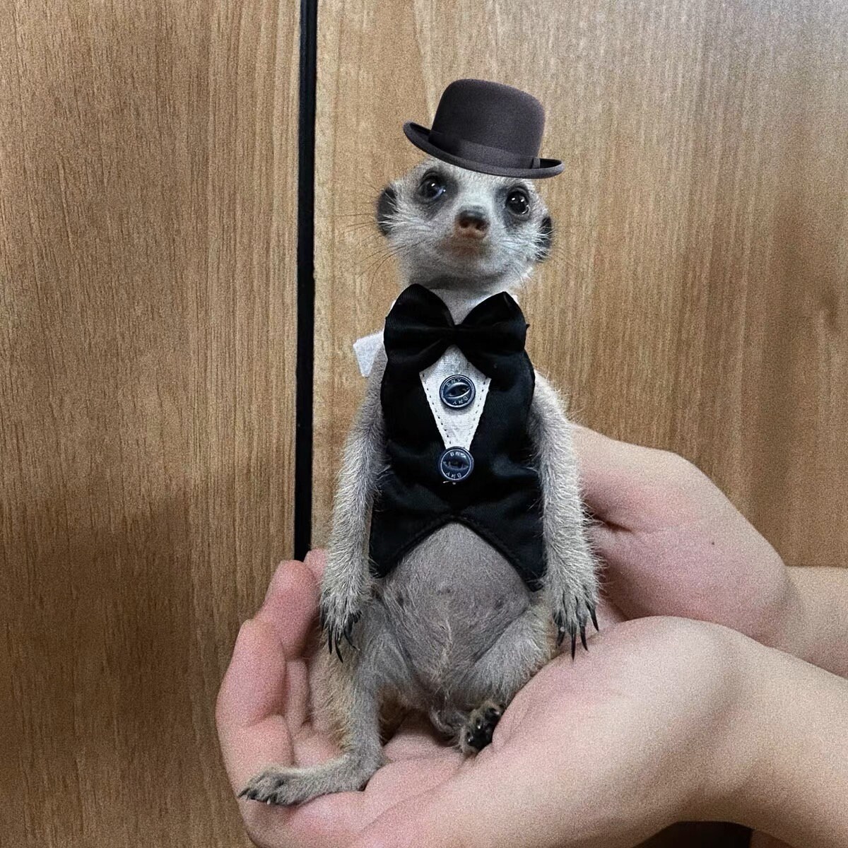 2 Guinzagli Regolabili Per Piccoli Animali - Criceti, Porcellini D'India, Scoiattoli E Furetti (Rosso E Verde) - Foto 3