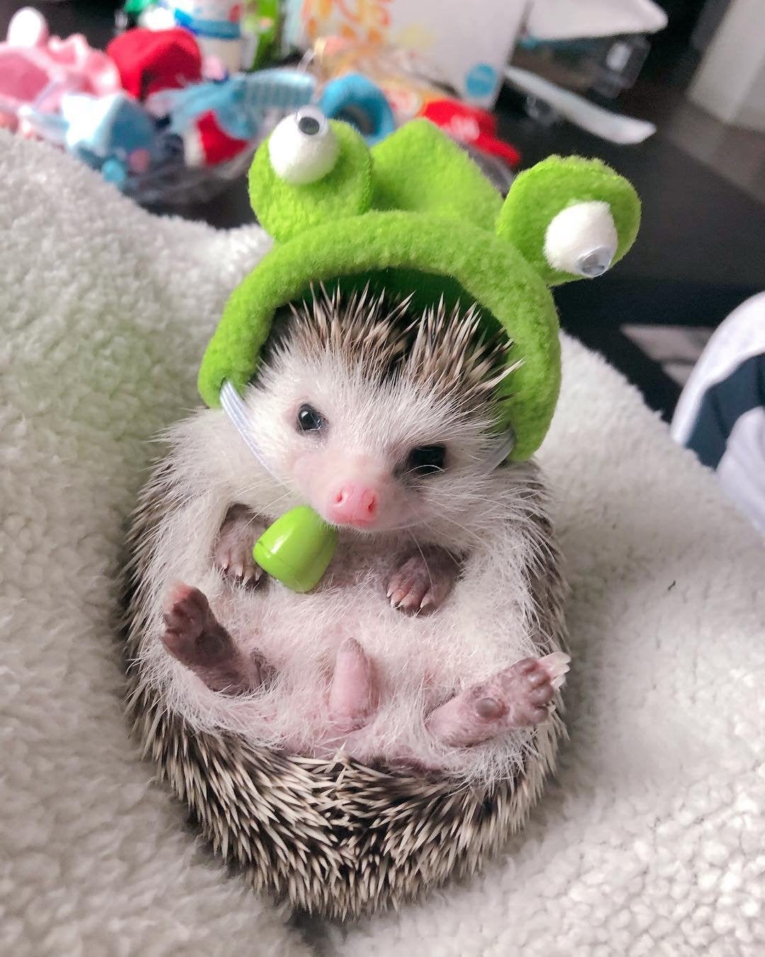 Big Eye Frog Pet Hat Gifts hedgehog/hamster/squirrel/parrot/rabbit Big Eye Frog Pet Hat Gifts hedgehog/hamster/squirrel/parrot/rabbit
