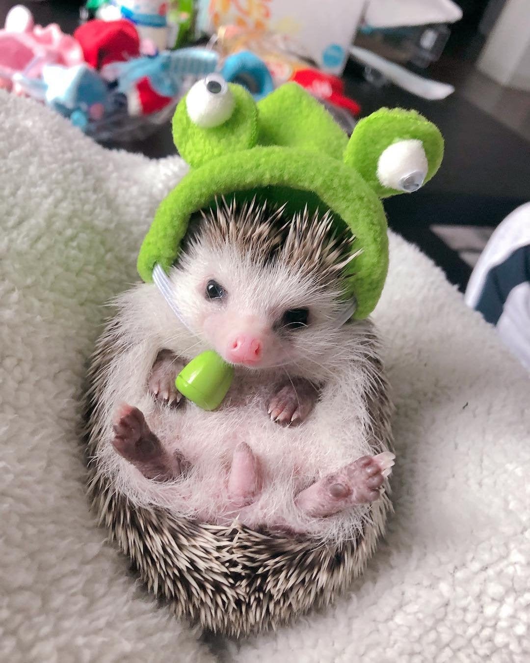 hedgehogs in hats