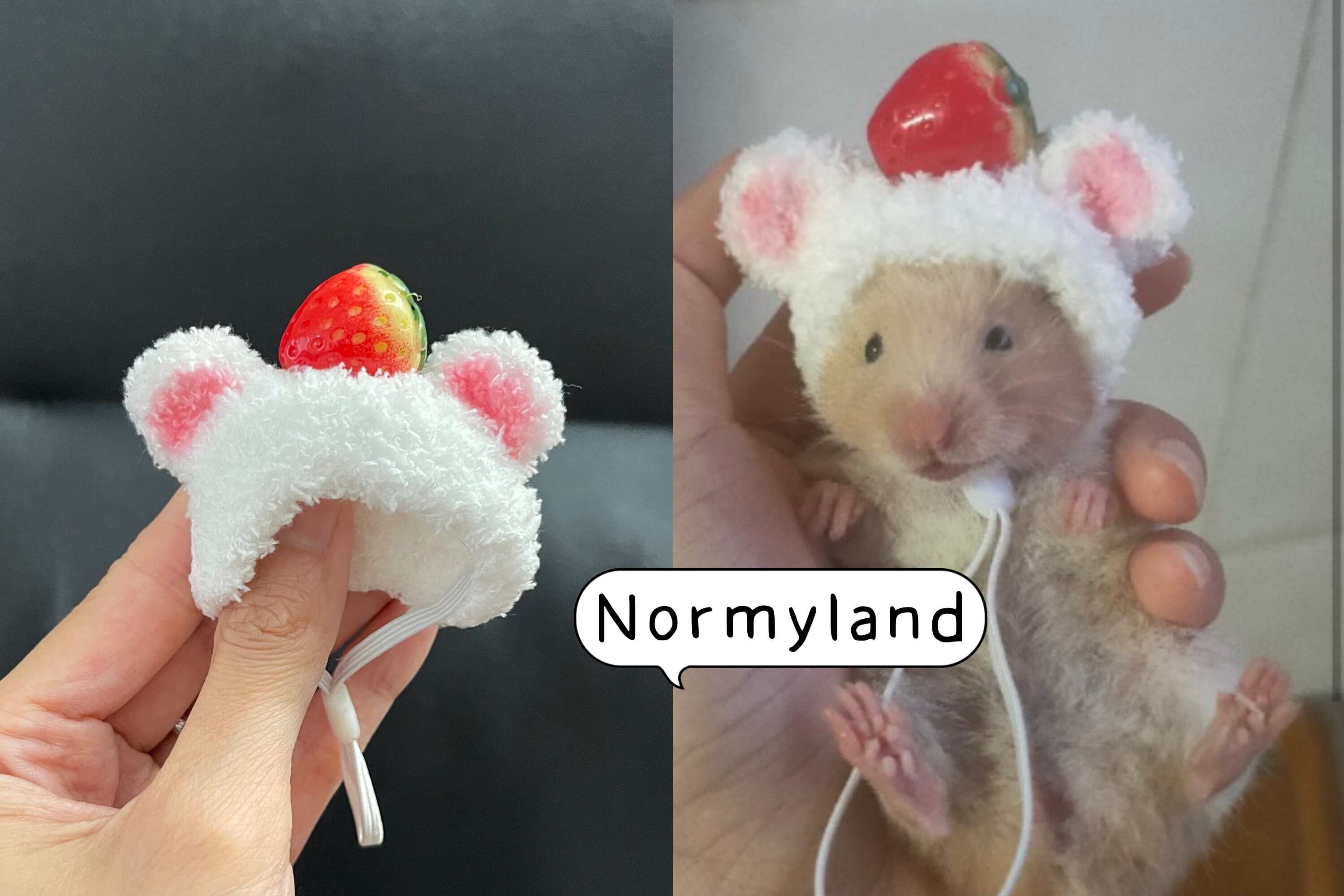 Fancy bear hamster for sale 2025