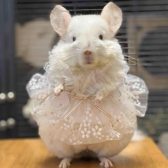 cute chinchilla dressed up Pet Dress for Squirrel/chinchilla/syrianhamster/rabbit/fancyrat/guineapig/sugar  Glider/ferret