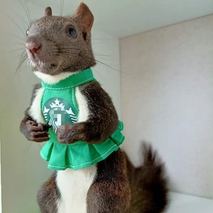 Könnte beinhalten: Ein graues Eichhörnchen trägt eine grüne Schürze mit einem Starbucks-Logo. Das Eichhörnchen steht auf seinen Hinterbeinen und hat seine Vorderpfoten erhoben.