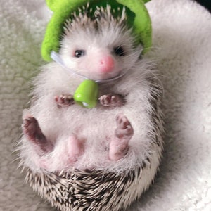 Big Eye Frog Pet Hat Gifts hedgehog/hamster/squirrel/parrot/rabbit Big Eye Frog Pet Hat Gifts hedgehog/hamster/squirrel/parrot/rabbit
